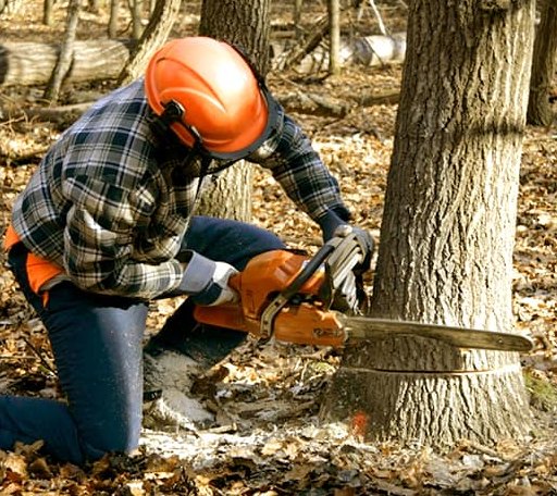 Tree Removal in Bishop Hill, IL